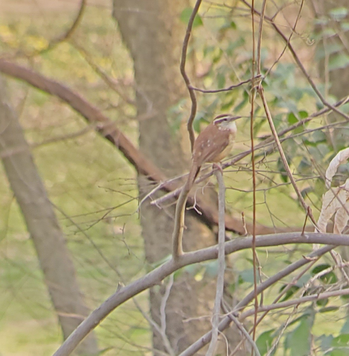 Carolina Wren - ML316346621