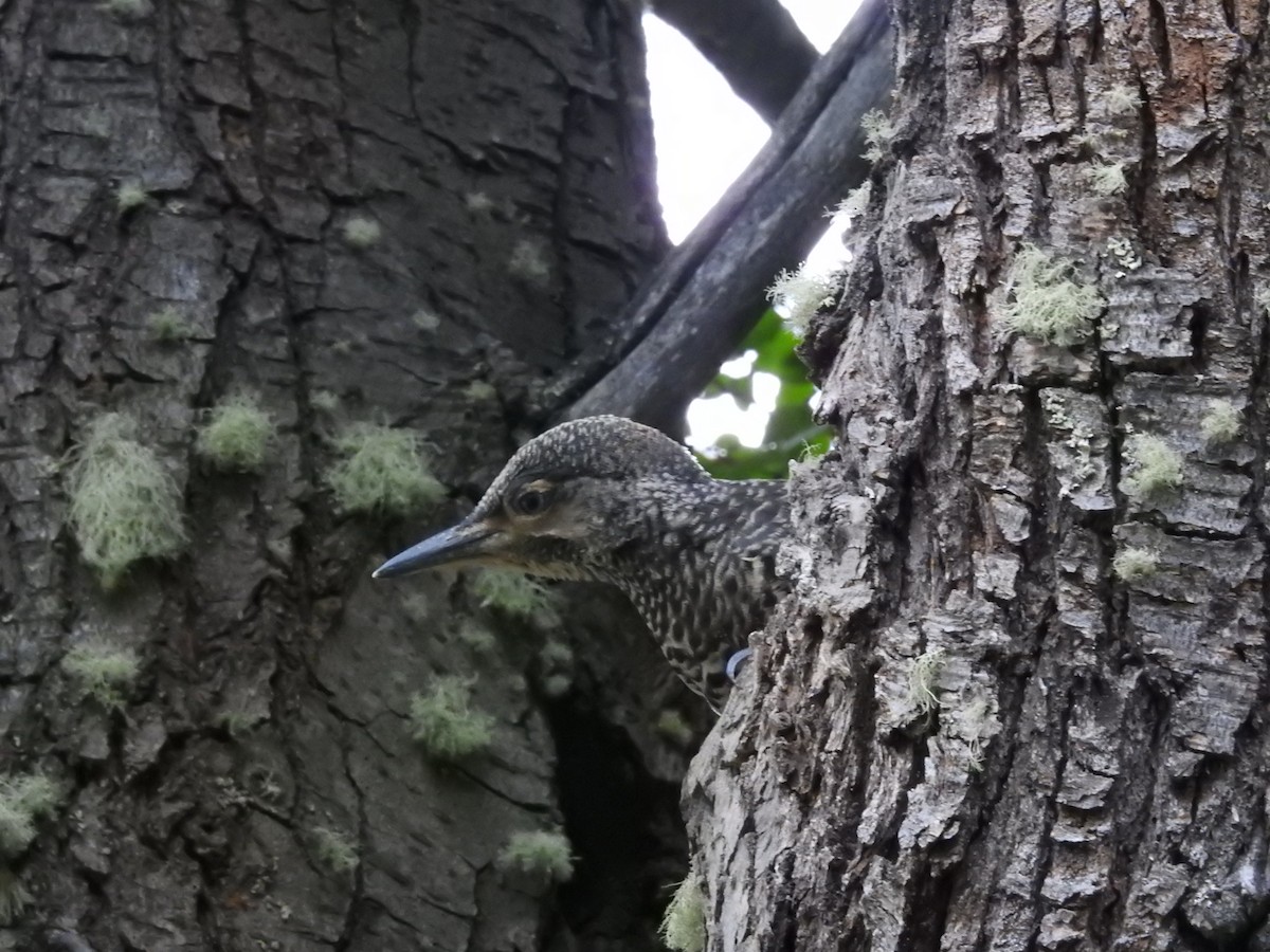 Chilean Flicker - ML316347341