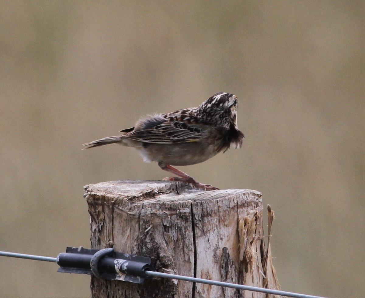 Grasshopper Sparrow - Matthew Valencic