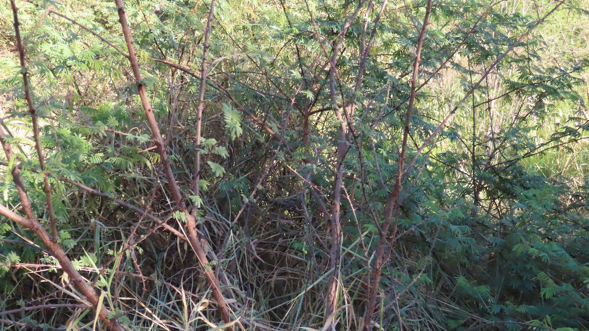 Ruddy Ground Dove - ML316348361