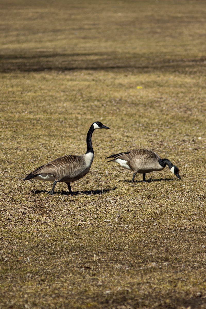 Canada Goose - ML316348951