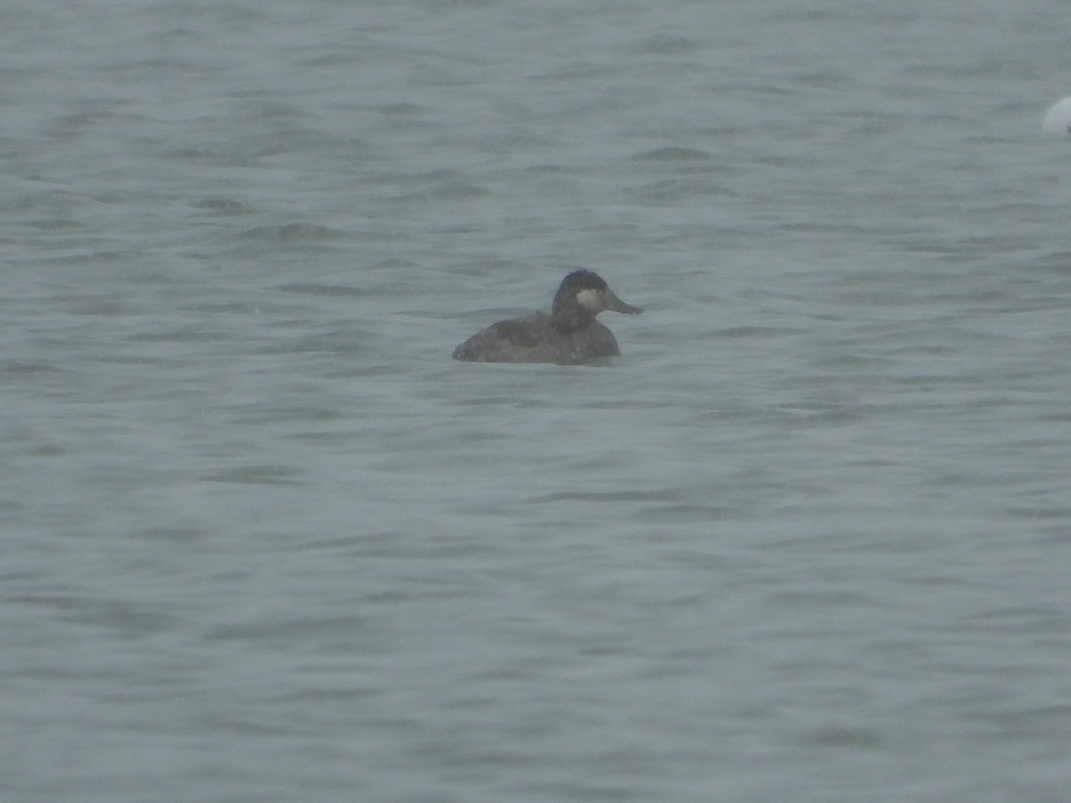 Ruddy Duck - ML316349121