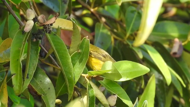סבכון צהוב/סבכון מנגרובים - ML316349631