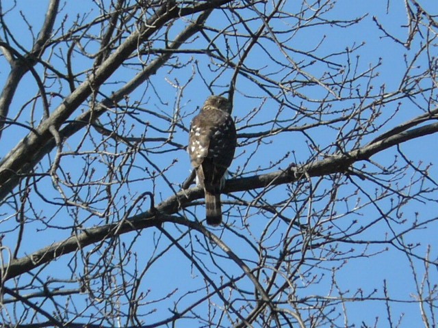 Cooper's Hawk - ML316350021