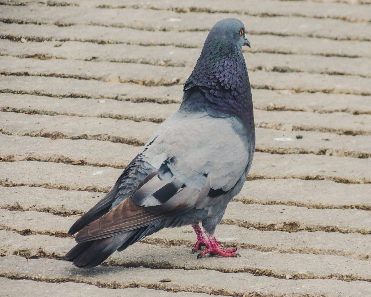Rock Pigeon (Feral Pigeon) - Chris Meriwether