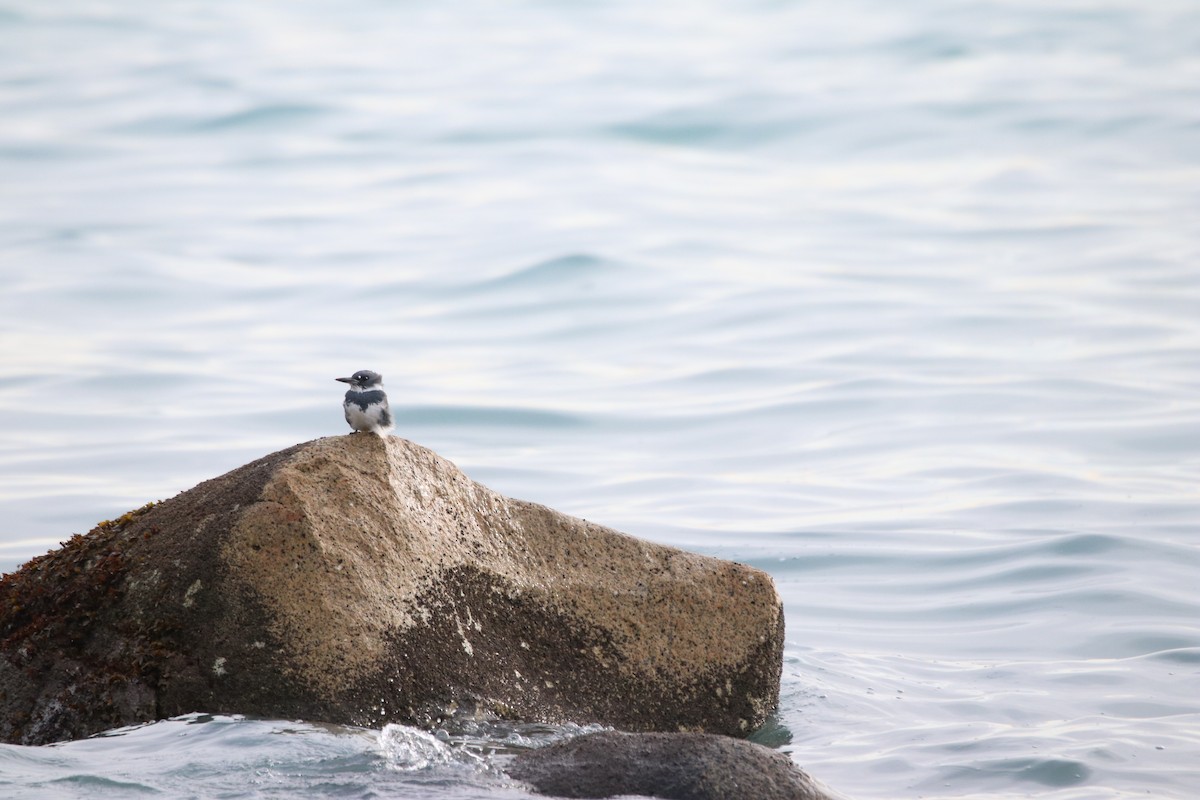Belted Kingfisher - ML316351381
