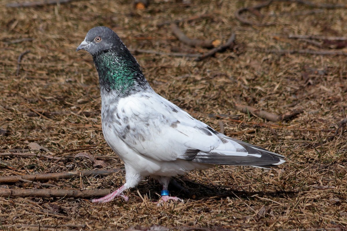 Rock Pigeon (Feral Pigeon) - ML316353811