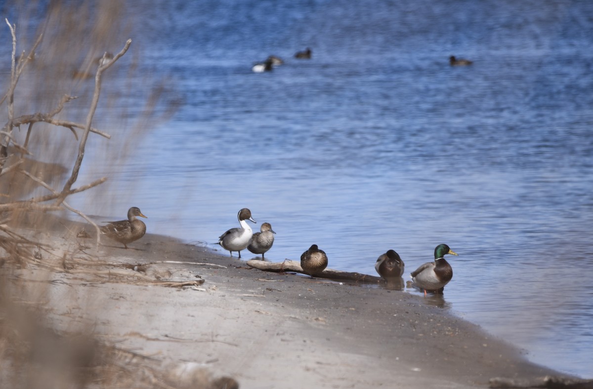 Northern Pintail - ML316353901