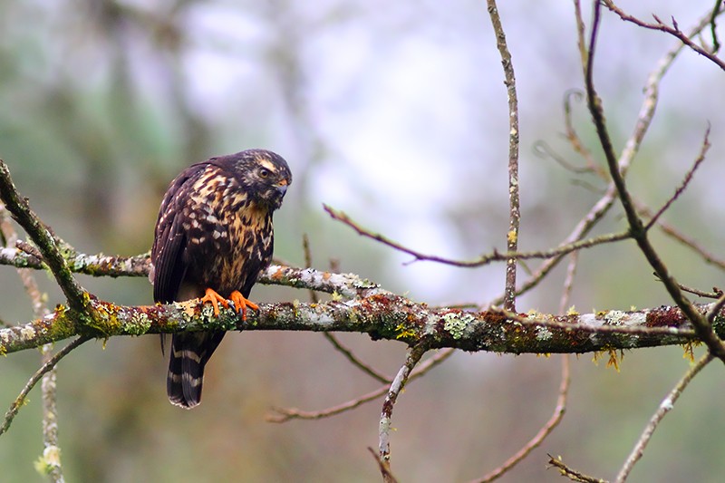 White-rumped Hawk - ML31635441