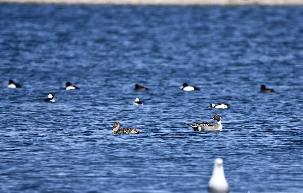 Northern Pintail - ML316354501