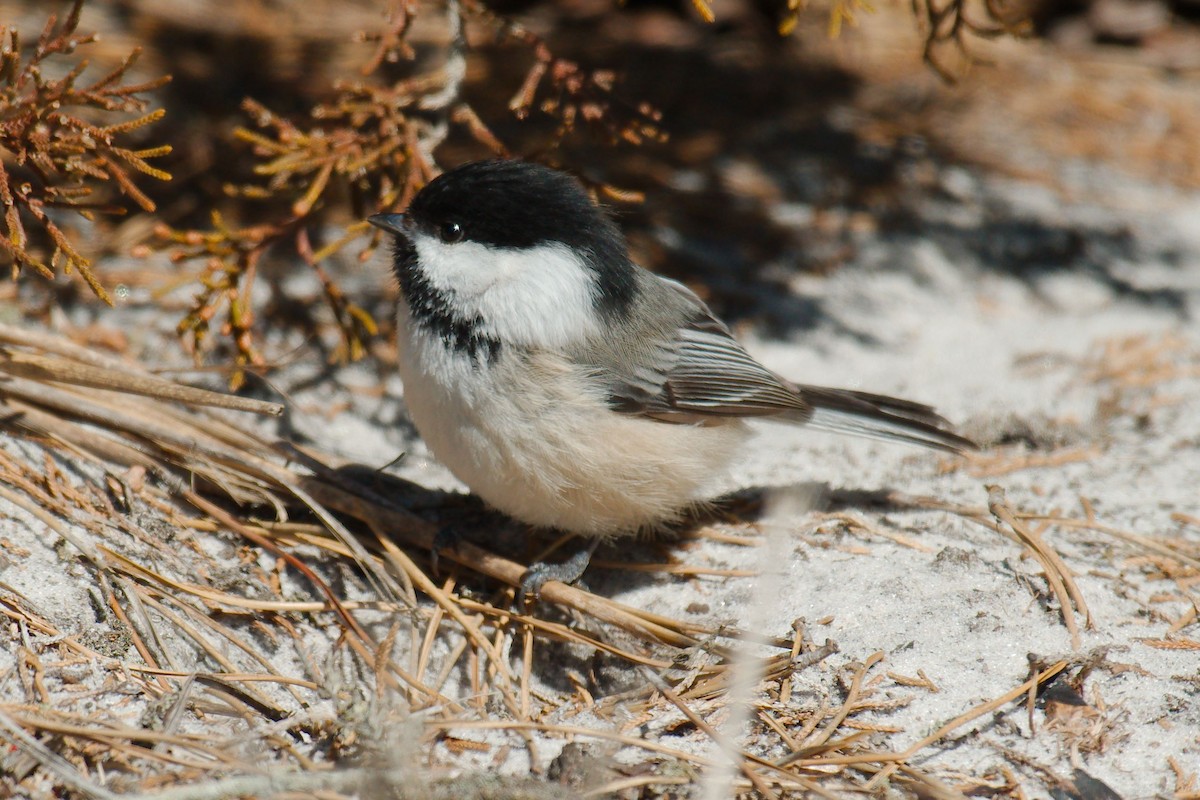 Black-capped Chickadee - ML316356871