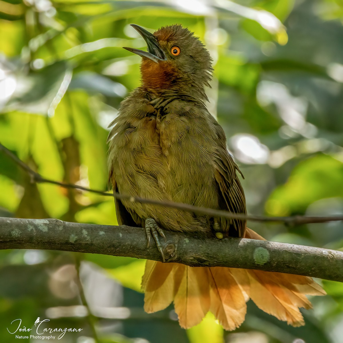 Orange-eyed Thornbird - João Octávio Caranzano Moraes
