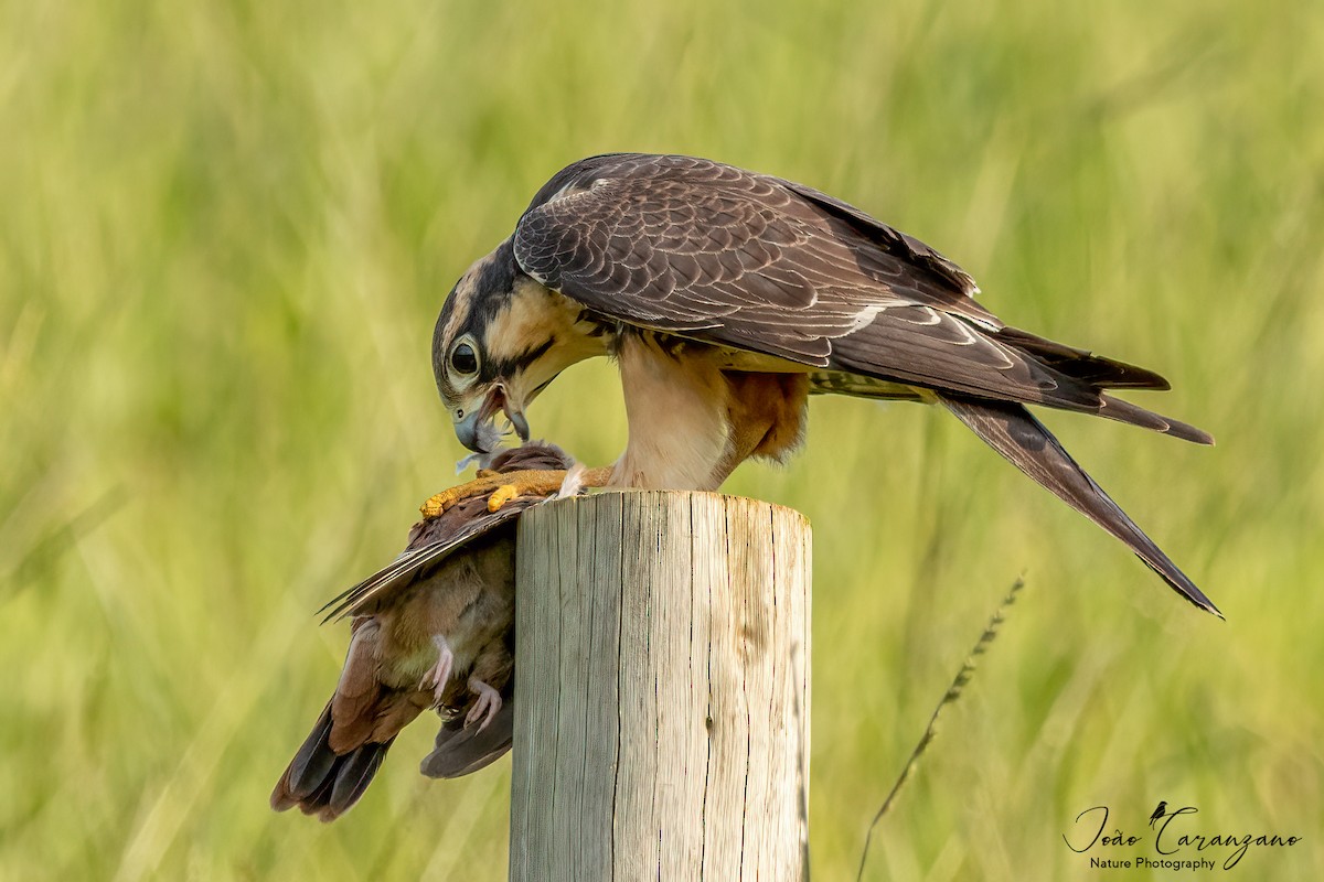 Aplomado Falcon - ML316359601