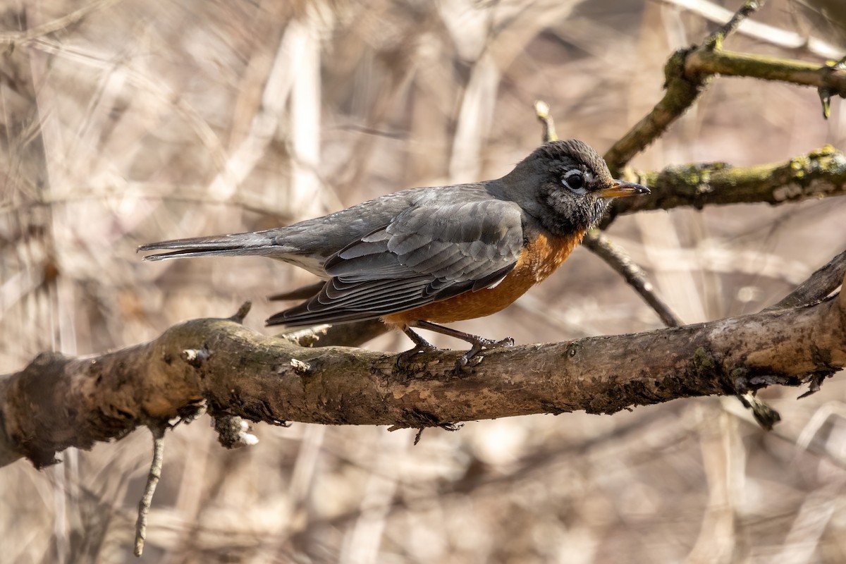 American Robin - ML316363221