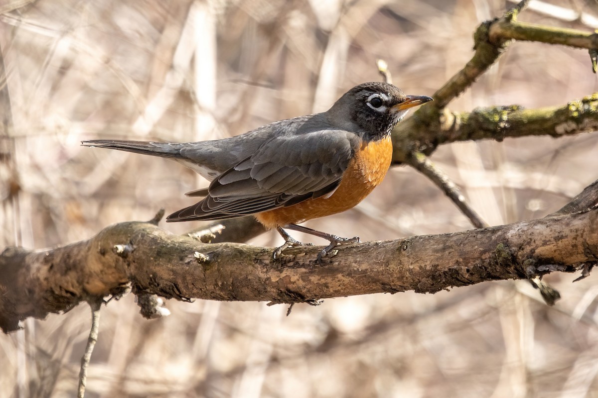 American Robin - ML316363231