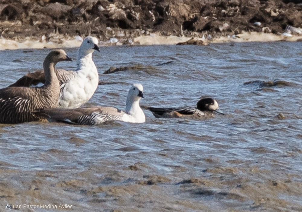 Chiloe Wigeon - ML316364371