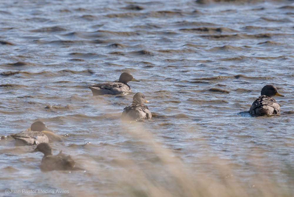 Yellow-billed Teal - ML316364491