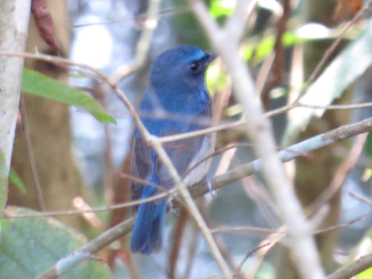 Blue-throated/Chinese Blue Flycatcher - ML316364641