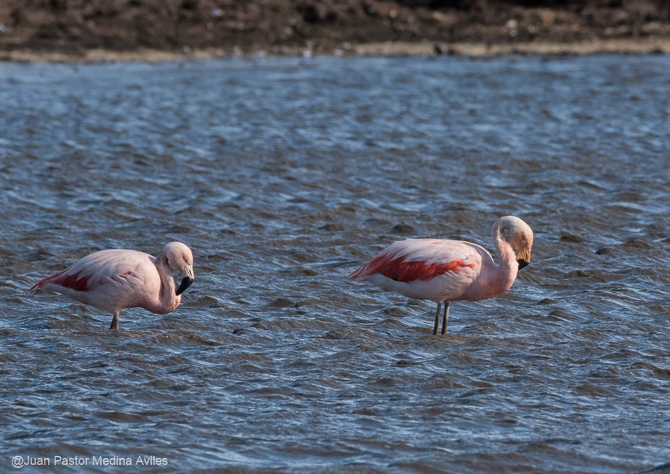 Chilean Flamingo - ML316364851