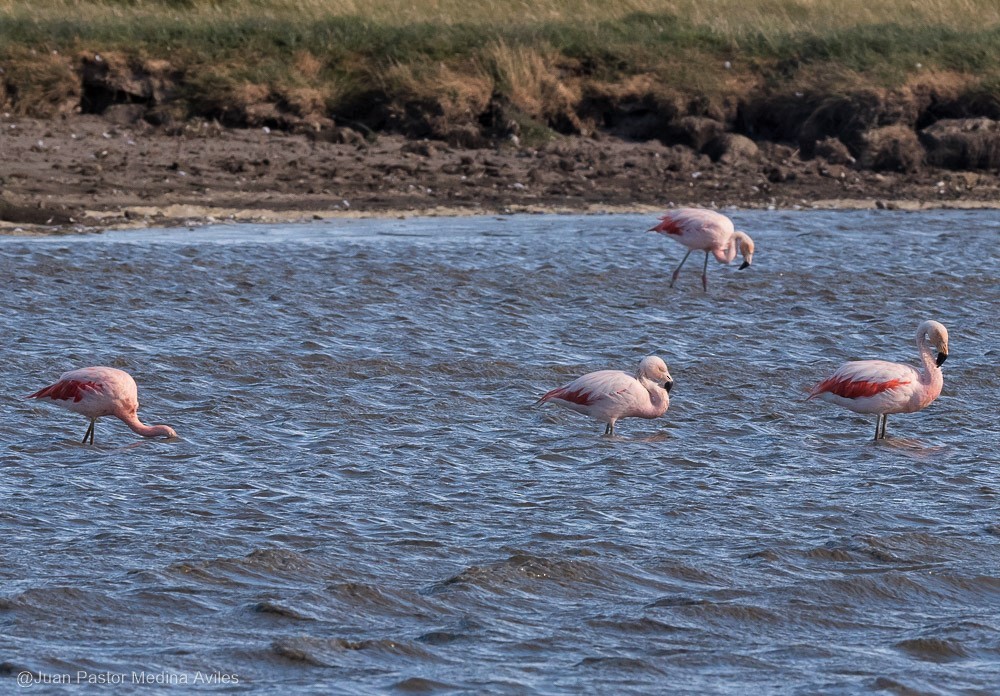 Chilean Flamingo - ML316364881