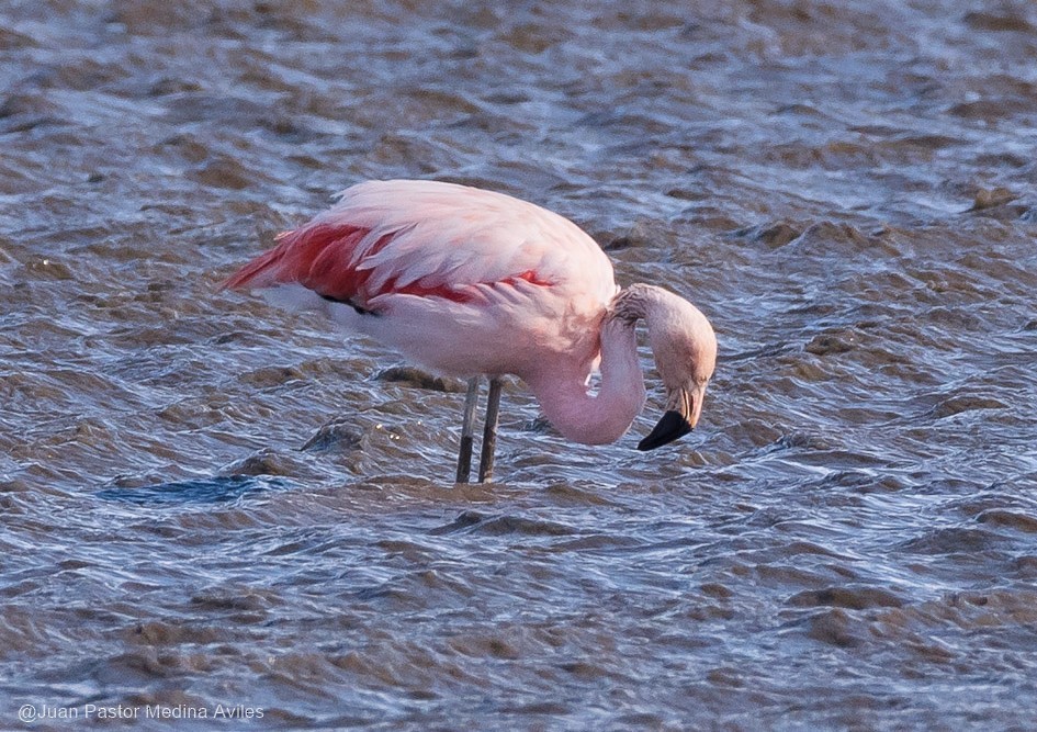 Chilean Flamingo - ML316365001