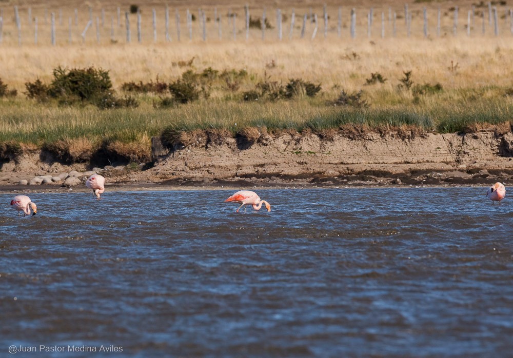 Chilean Flamingo - ML316365071