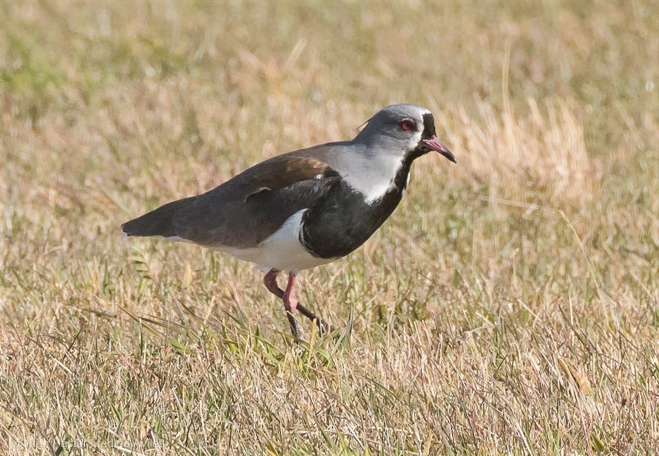 Southern Lapwing - ML316365381