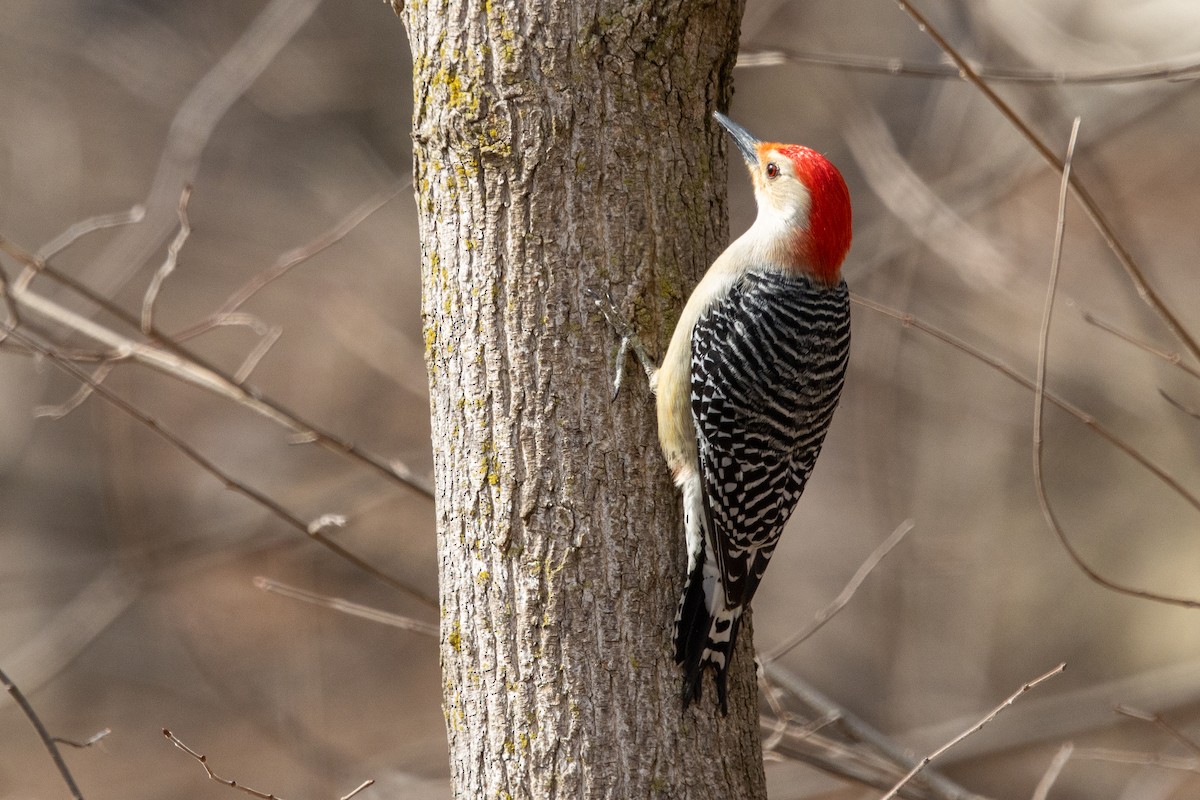 Red-bellied Woodpecker - ML316365561