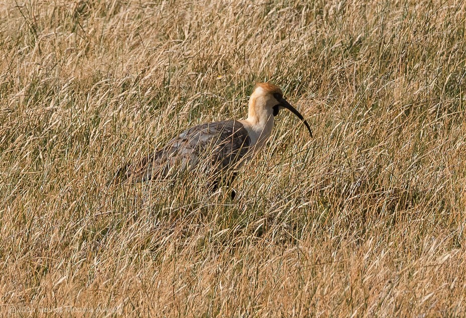 Black-faced Ibis - ML316365571