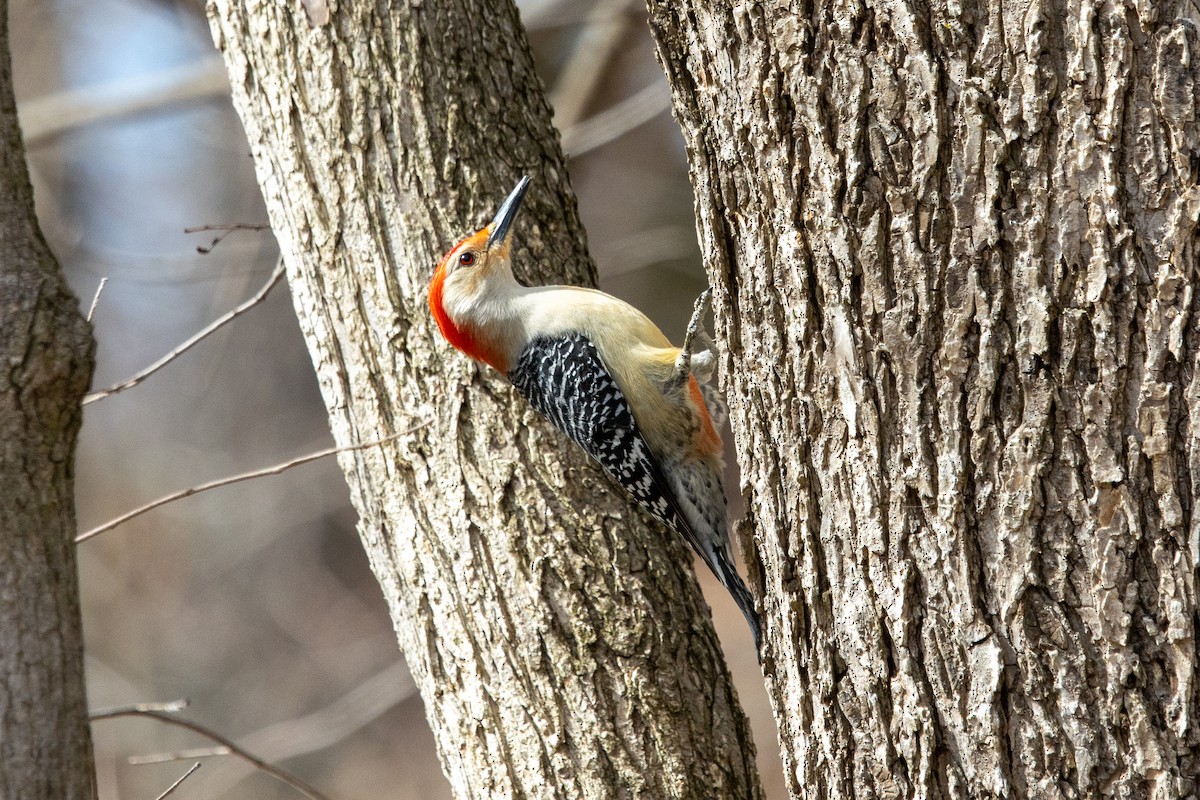Red-bellied Woodpecker - ML316365581