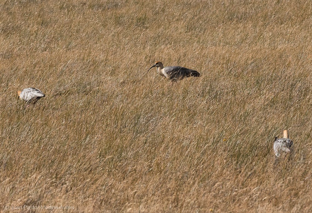 patagoniaibis - ML316365611