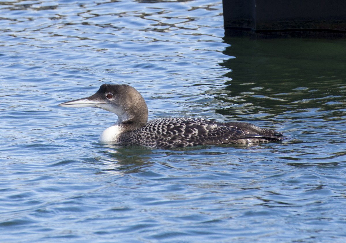 Plongeon huard - ML316366861