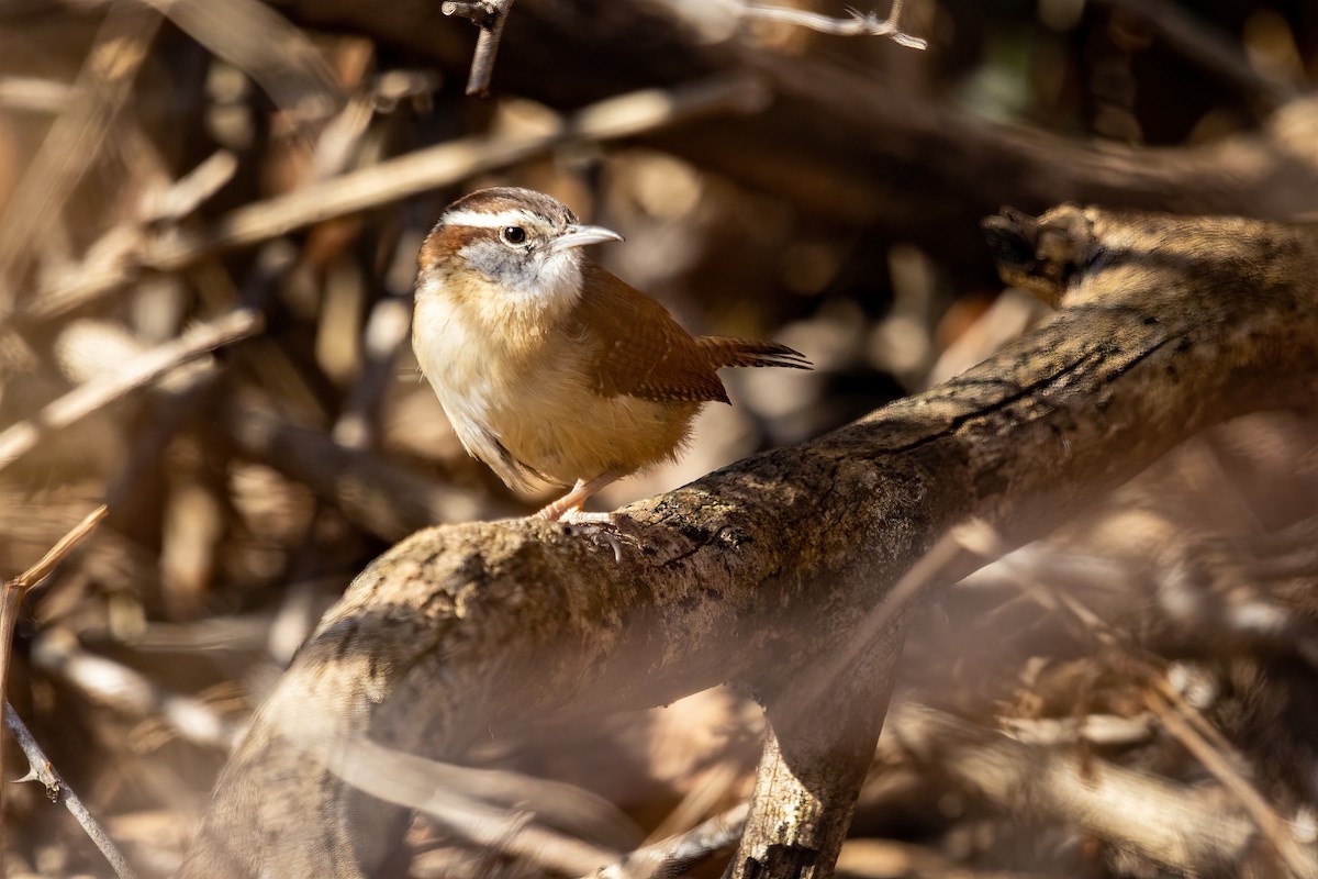 Carolina Wren - ML316367111