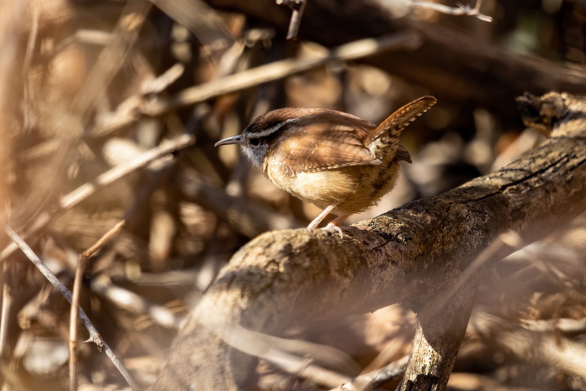 Carolina Wren - ML316367121