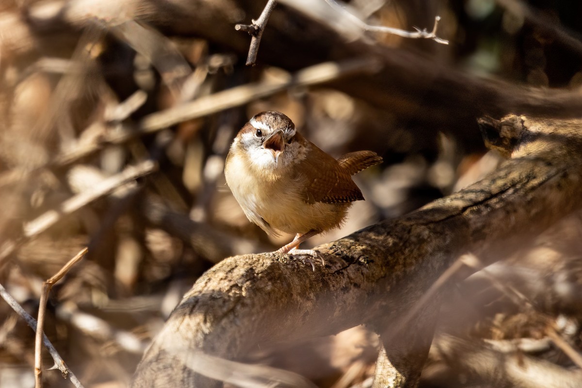 Carolina Wren - ML316367271