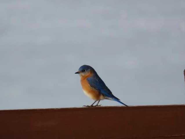 Eastern Bluebird - ML316367751
