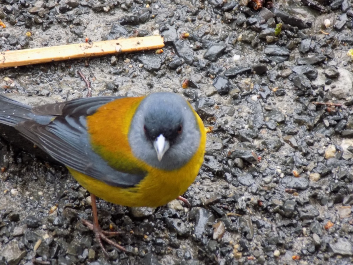 Patagonian Sierra Finch - ML316367861