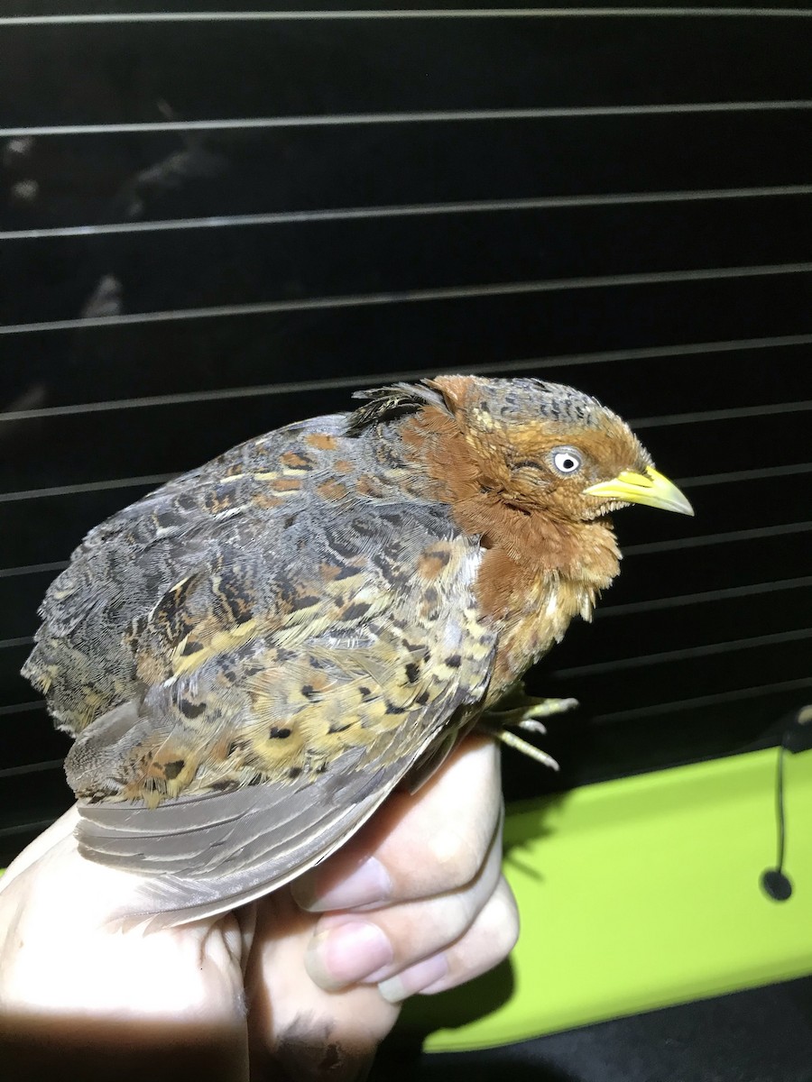 Red-backed Buttonquail - ML316368771