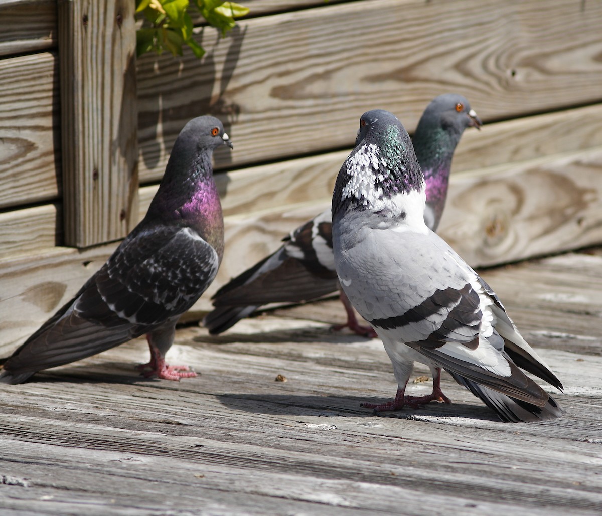 Pigeon biset (forme domestique) - ML316368911