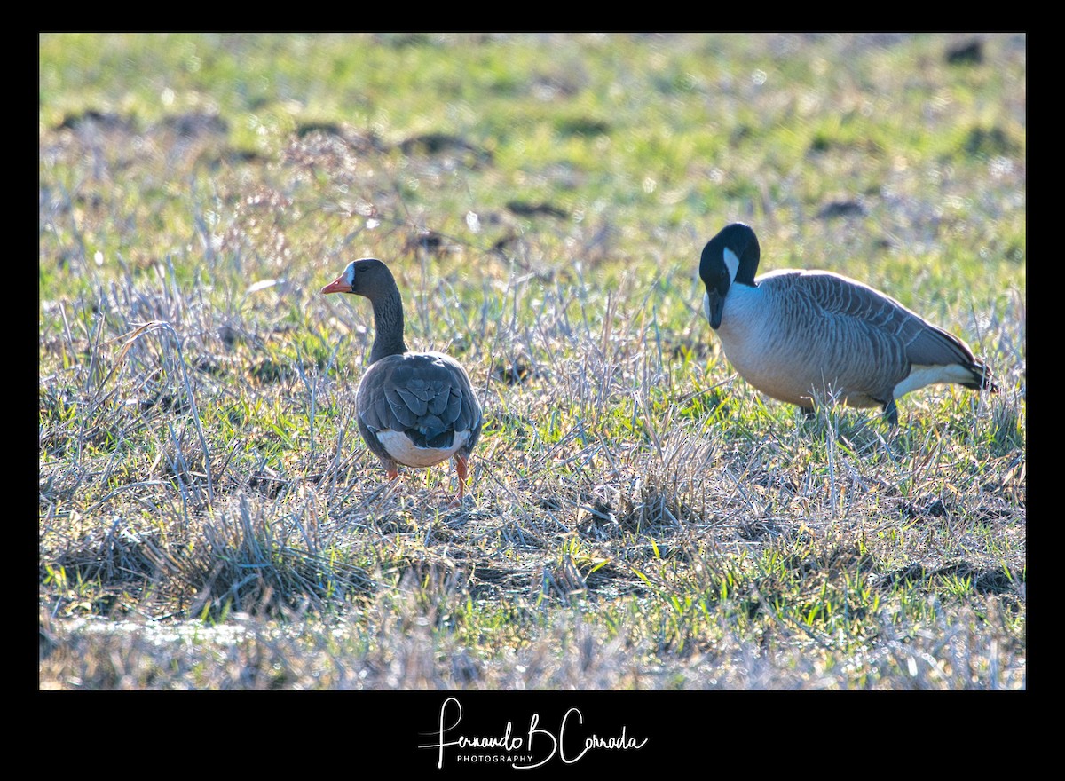Greater White-fronted Goose - ML316369001