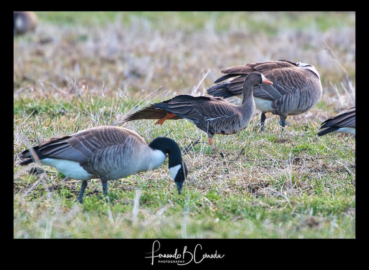 Greater White-fronted Goose - ML316369011