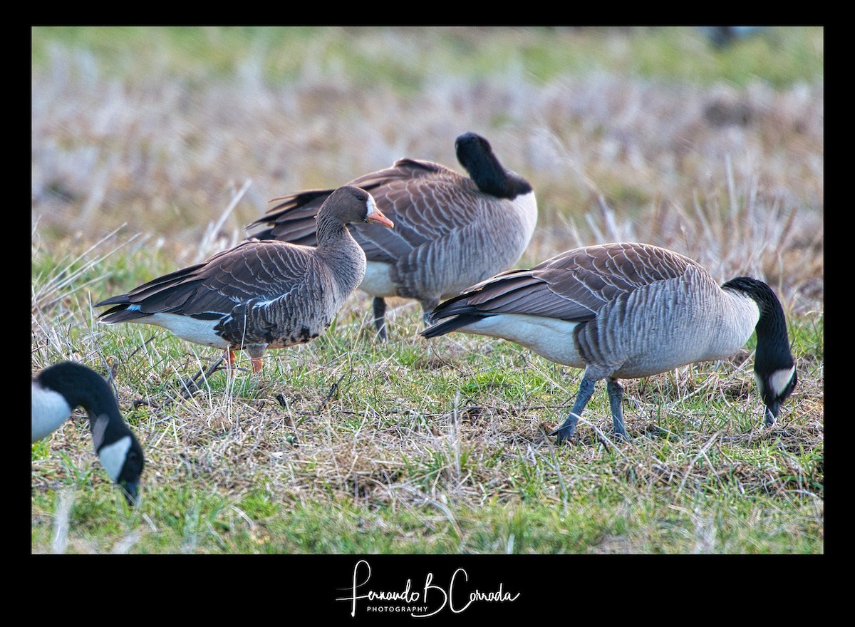 Greater White-fronted Goose - ML316369041