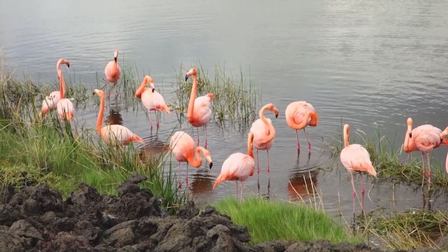 Amerika Flamingosu - ML316369431