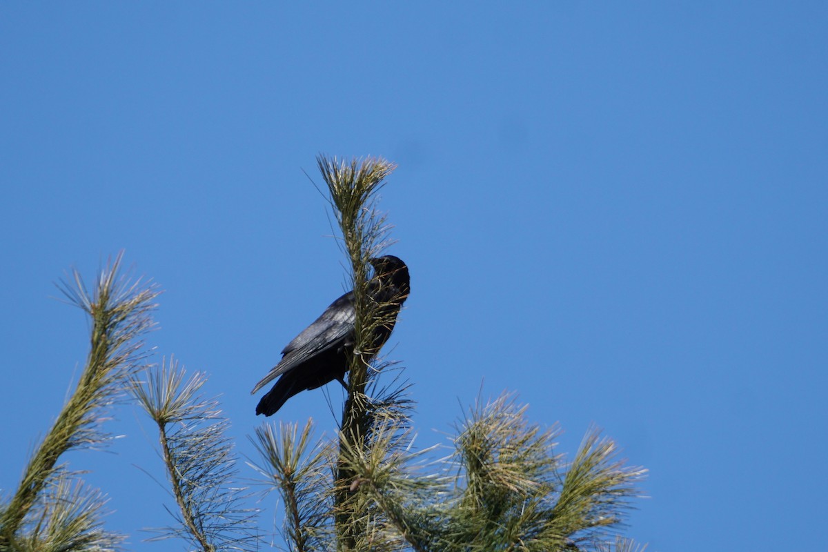 American Crow - ML316369771