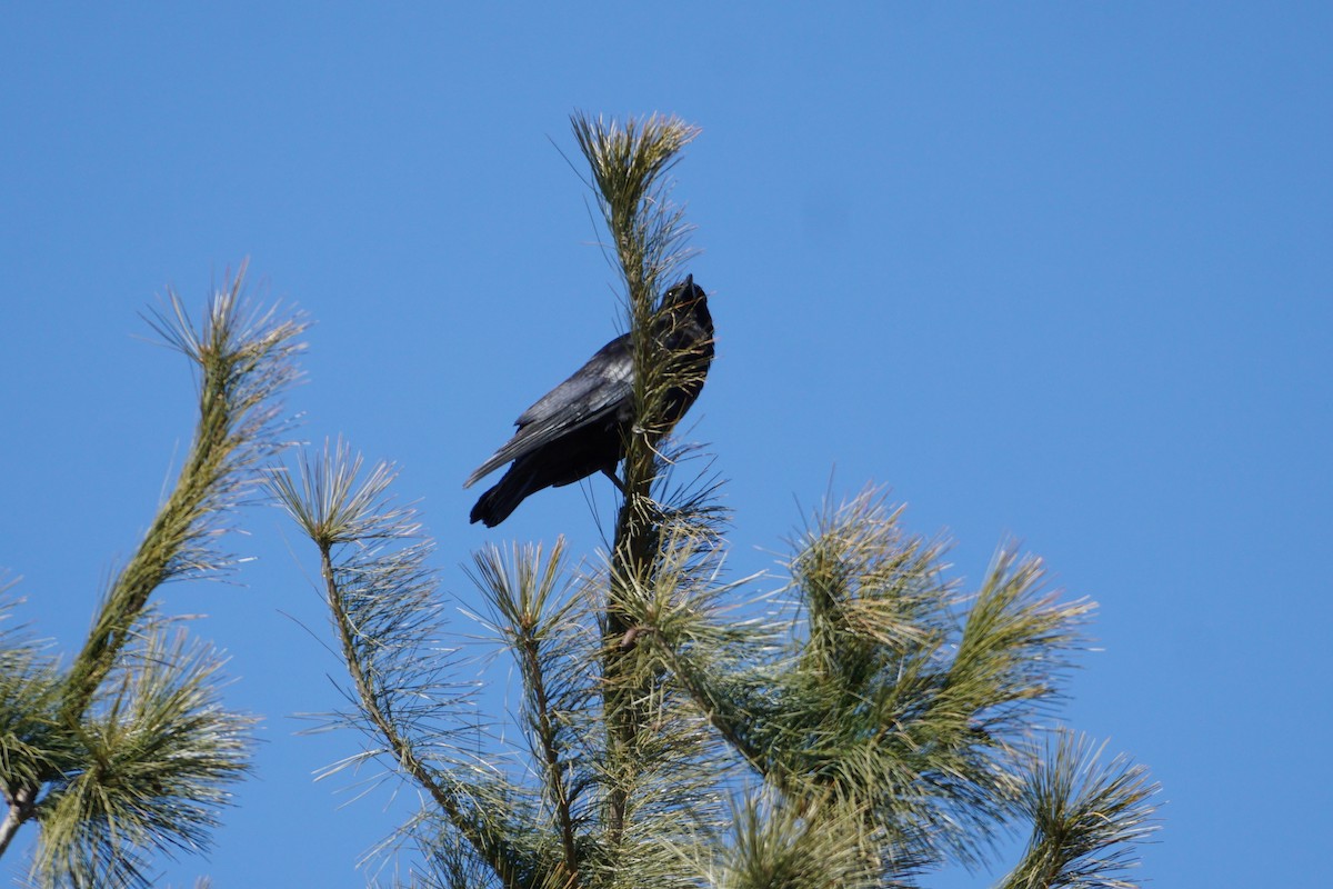 American Crow - ML316369801