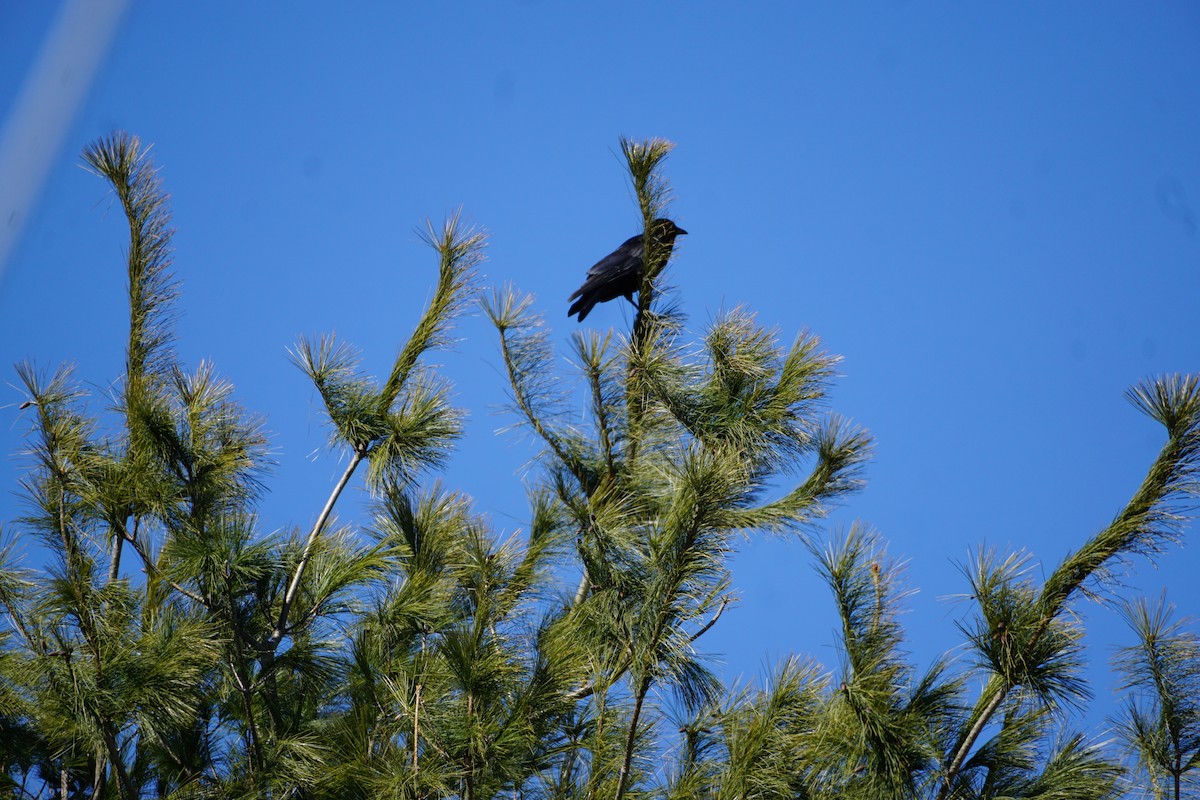 American Crow - ML316369861