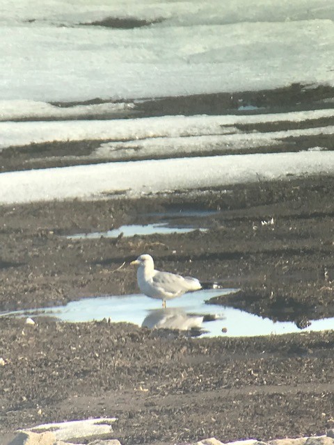 Short-billed Gull - Craig Hohenberger