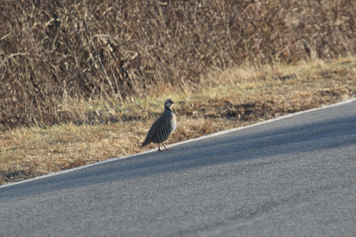 orebice čukar - ML316372551