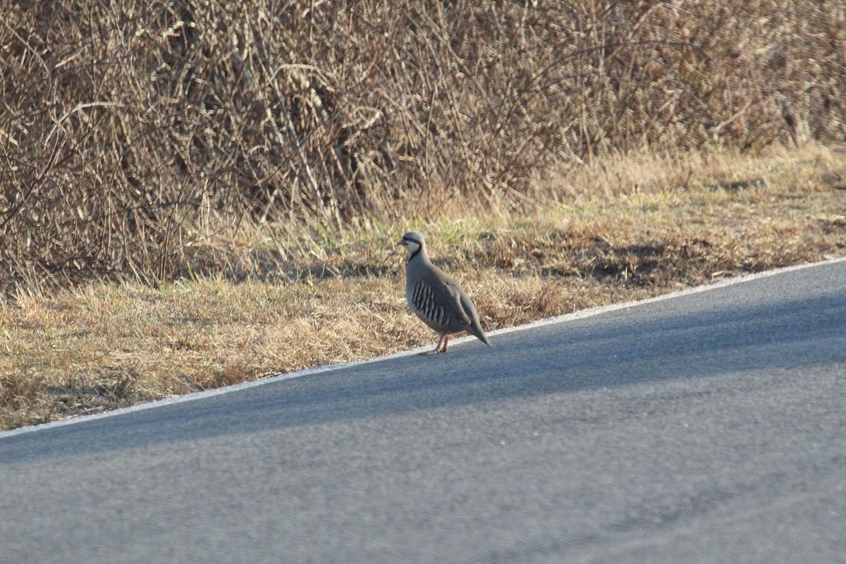 Chukar - ML316372561