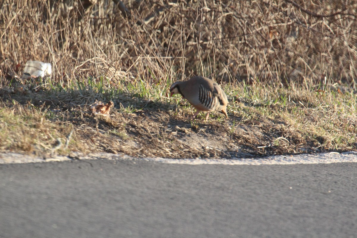 orebice čukar - ML316372571